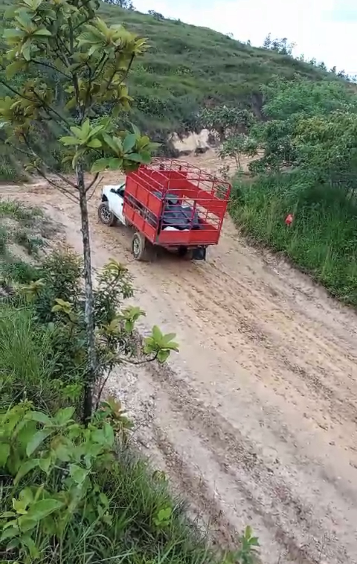 Miniatura